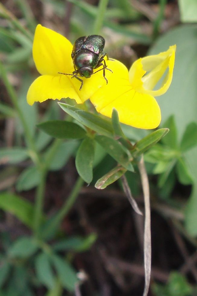 Identificazioni